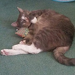 Photo of Romeo