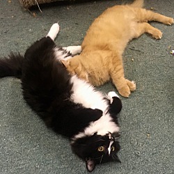 Thumbnail photo of Caramel bonded with Ollie #3