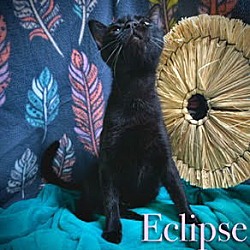 Thumbnail photo of Eclipse #1