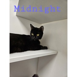 Thumbnail photo of Midnight #2