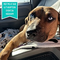 adopt a pet