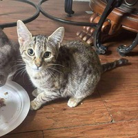 adopt-pet