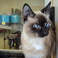 adopt a pet