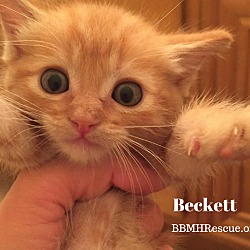 Thumbnail photo of Beckett #3
