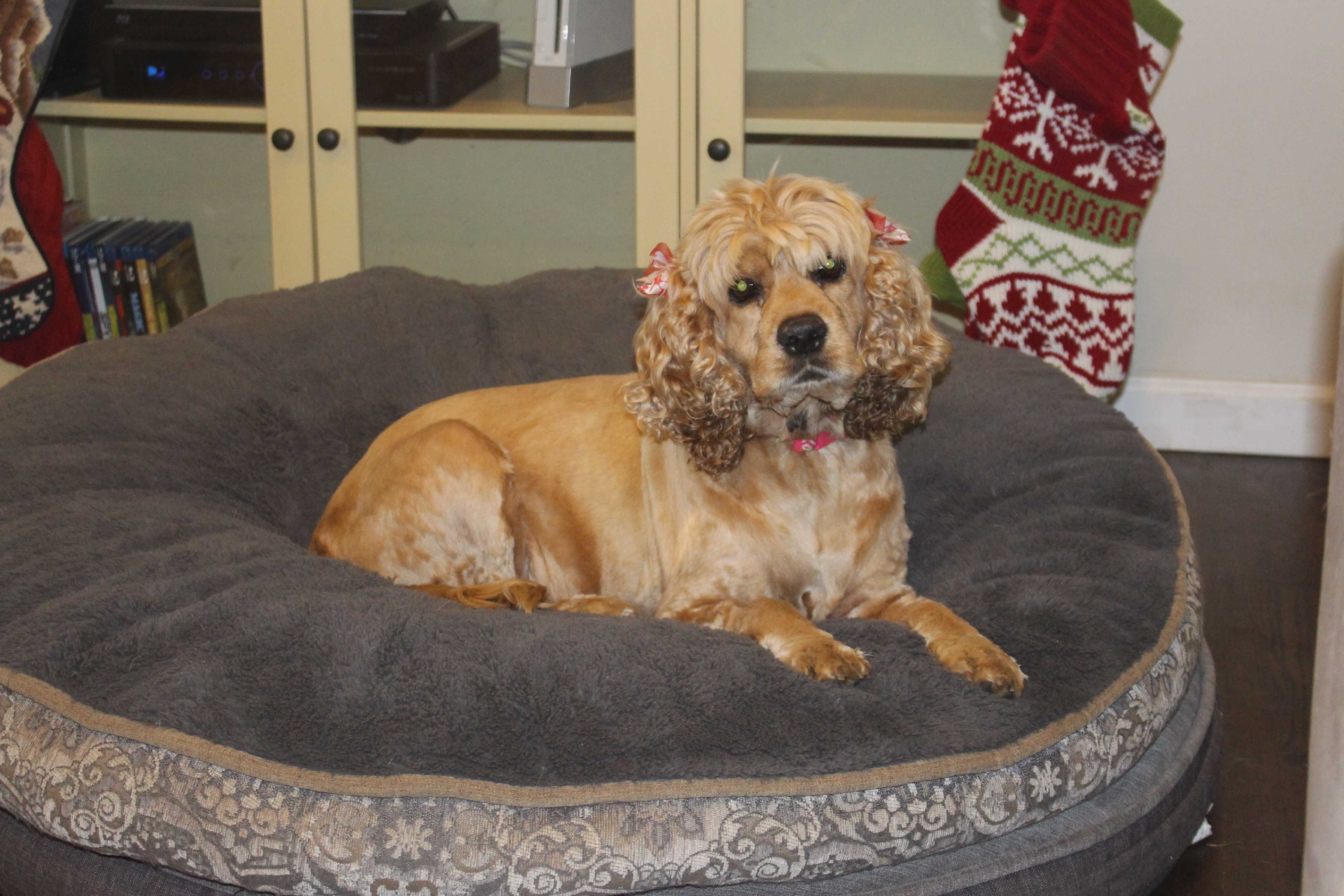 Los Angeles Ca Cocker Spaniel Meet Bebe A Pet For Adoption