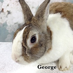 Thumbnail photo of George #3