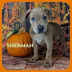 Photo of Sherman