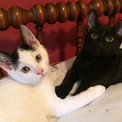 Photo of Kittens - Pickle & Pascal