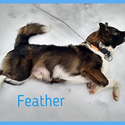Thumbnail photo of Feather #3