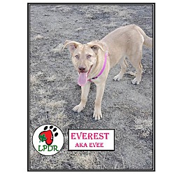 Thumbnail photo of Everest (Evee) #3