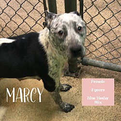 dekalb county animal adoption center