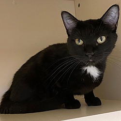 claws adoption center