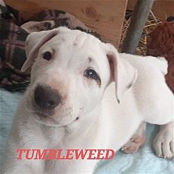 Photo of Tumbleweed (9wo,14lbs)