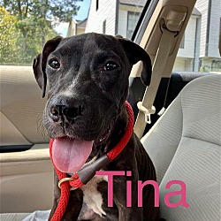 Thumbnail photo of Tina #2