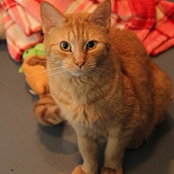 Photo of Brie (Spayed/FIV+) Pics 1/8/24