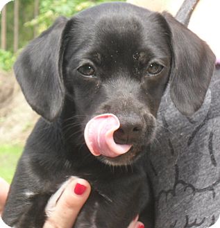Dachshund Black Lab Chihuahua Mix Puppy Chihuahua/ Yorker-mix