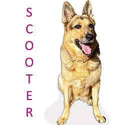 Thumbnail photo of Scooter #3