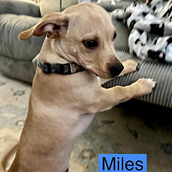 Thumbnail photo of MILES #3