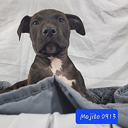 Thumbnail photo of BP Pup Mojito #4