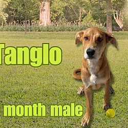 Thumbnail photo of Tanglo #2