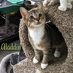 Thumbnail photo of Aladdin #2