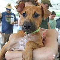 adopt a pet