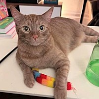 adopt a pet