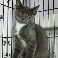 adopt-pet
