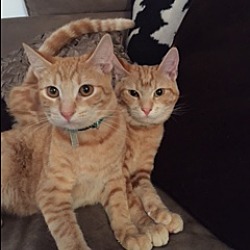 Thumbnail photo of Butters and Barkley #2