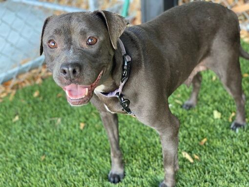 Gardena, CA - American Pit Bull Terrier/Labrador Retriever. Meet MARLA ...