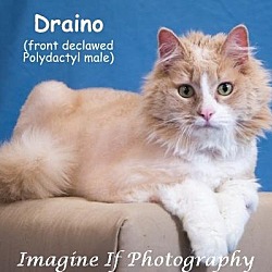 Photo of Draino