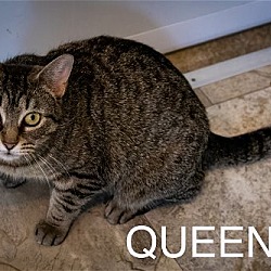Thumbnail photo of Queenie (FCID# 02/13/2024 - 14 Trainer) #1