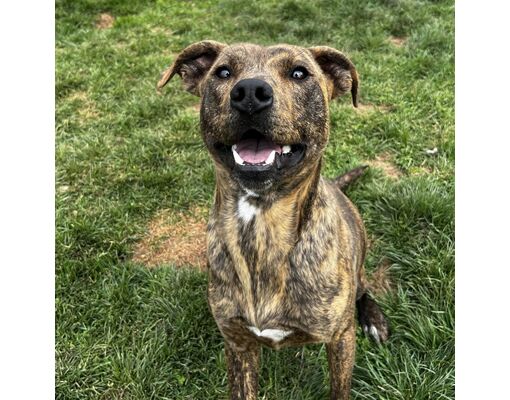 Harrisville, Wv - American Pit Bull Terrier Chihuahua. Meet Trooper A 