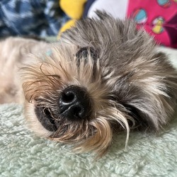 Photo of Chewy