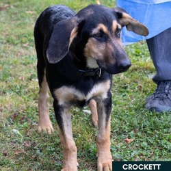 Thumbnail photo of Crockett #2