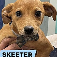 adopt a pet
