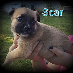 Thumbnail photo of Scar #4