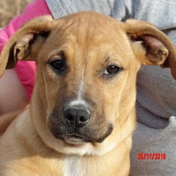 Thumbnail photo of Tacoma (14 lb) Pretty Pup! #4