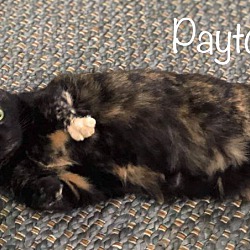 Thumbnail photo of Payton & Peppurr 4 paw declaw #2