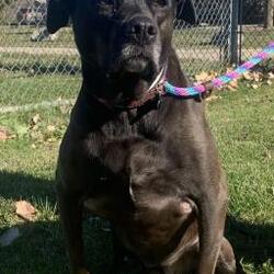 Puppies For Sale In Grand Blanc Michigan Adoptapet Com