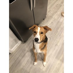Photo of DUKE