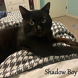 Photo of Shadow Boy