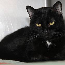 Photo of Imani (Spayed/Declawed)