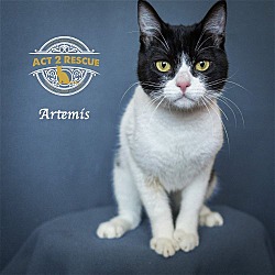 Thumbnail photo of Artemis #2