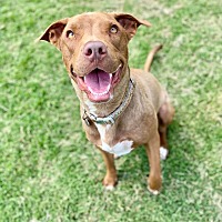 adopt a pet