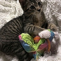 adopt a pet