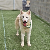 adopt-pet