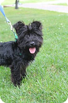 Scottish Terrier Yorkie Mix Goldenacresdogs Com