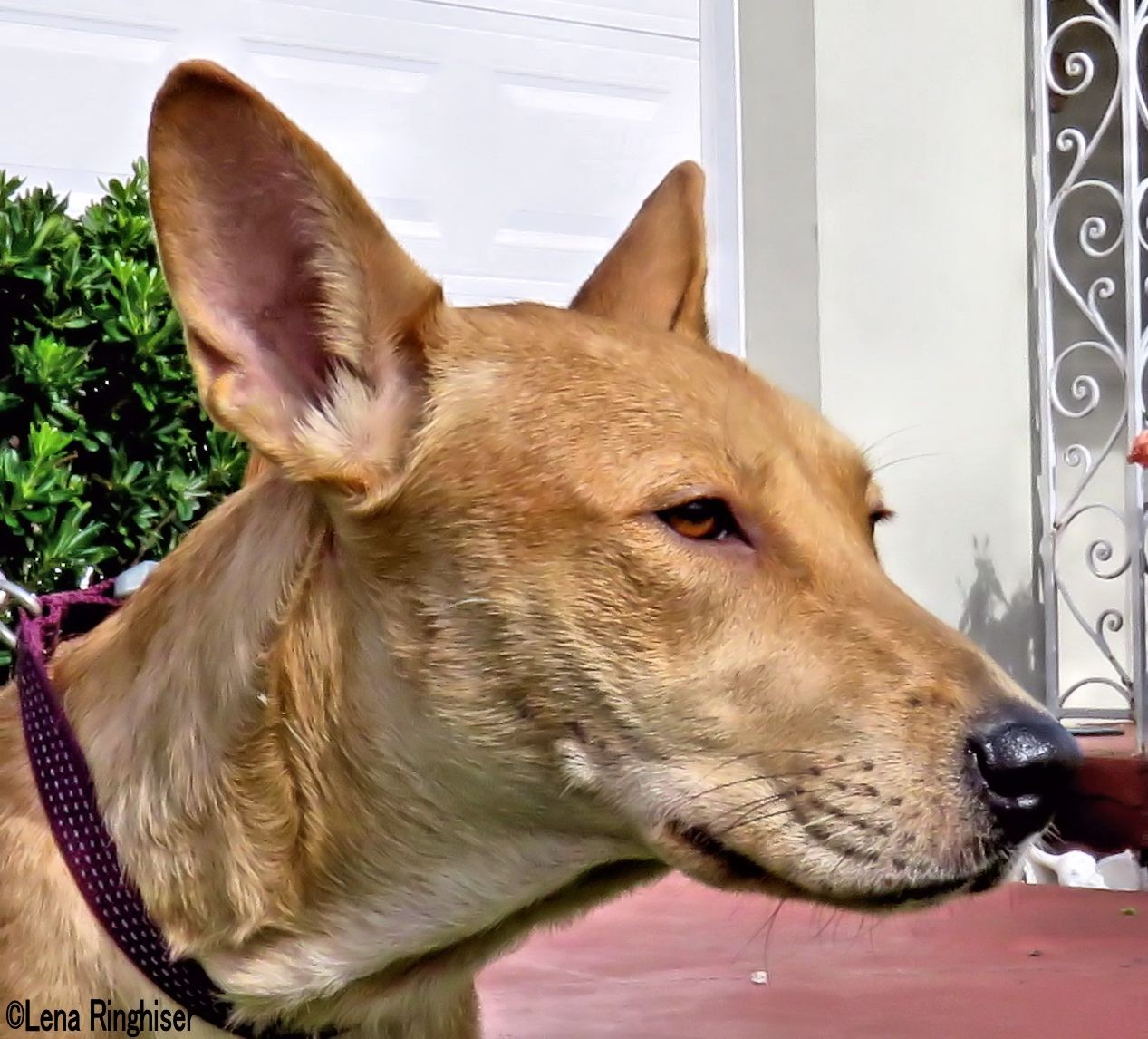 West Palm Beach Fl Shiba Inu Meet Baby Girl A Pet For