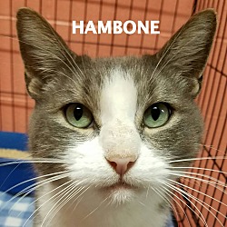 Thumbnail photo of Hambone #1